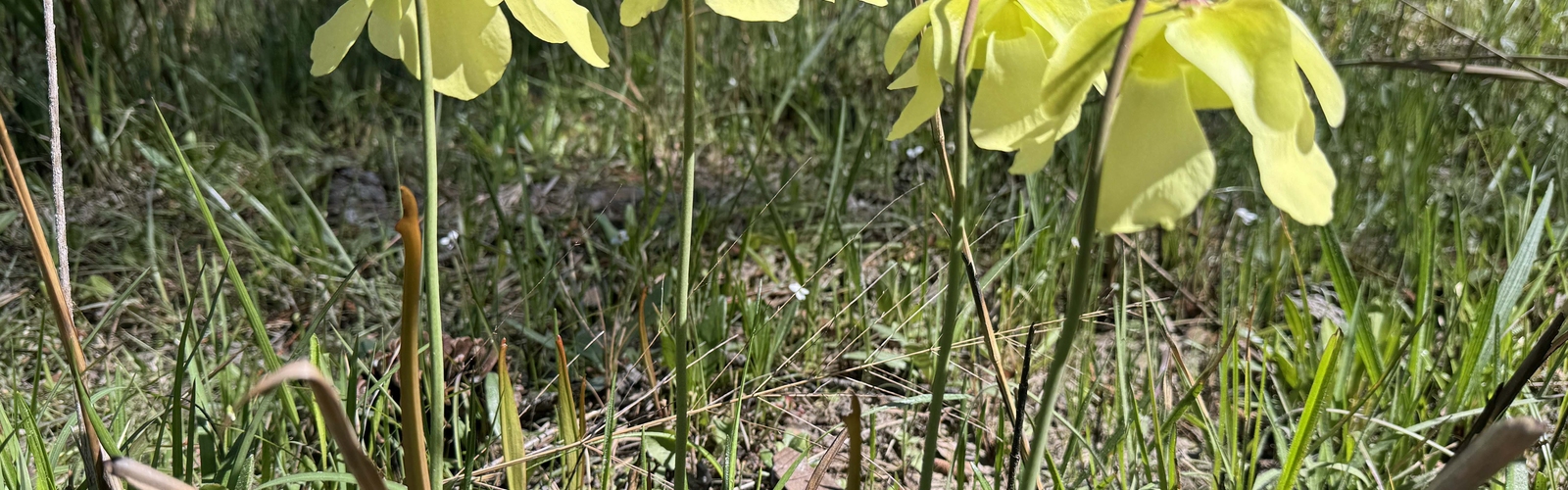 Four yellow flowers on tall stems face the ground.