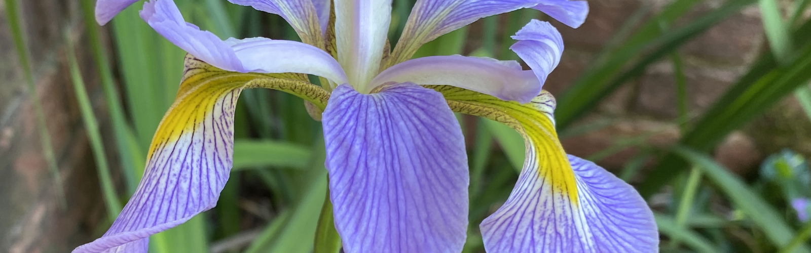 A single iris flower has blue petals with a yellow accent.