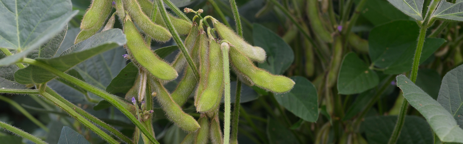 Green soybeans hang on a plant.