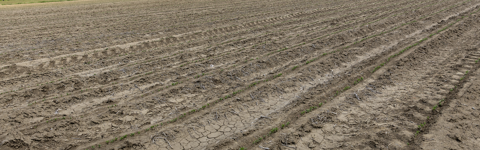 A gray field has rows of tiny plants emerging from dry soil.