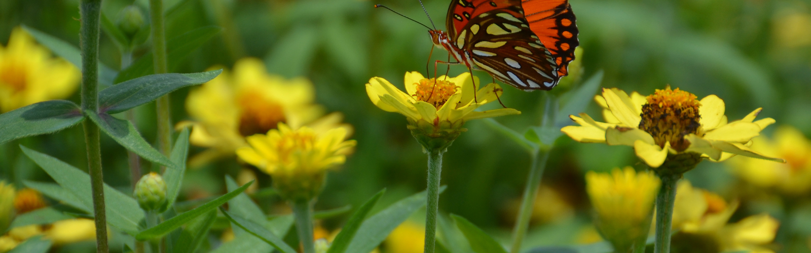 A butterfly sits on a yellow flower bloom.