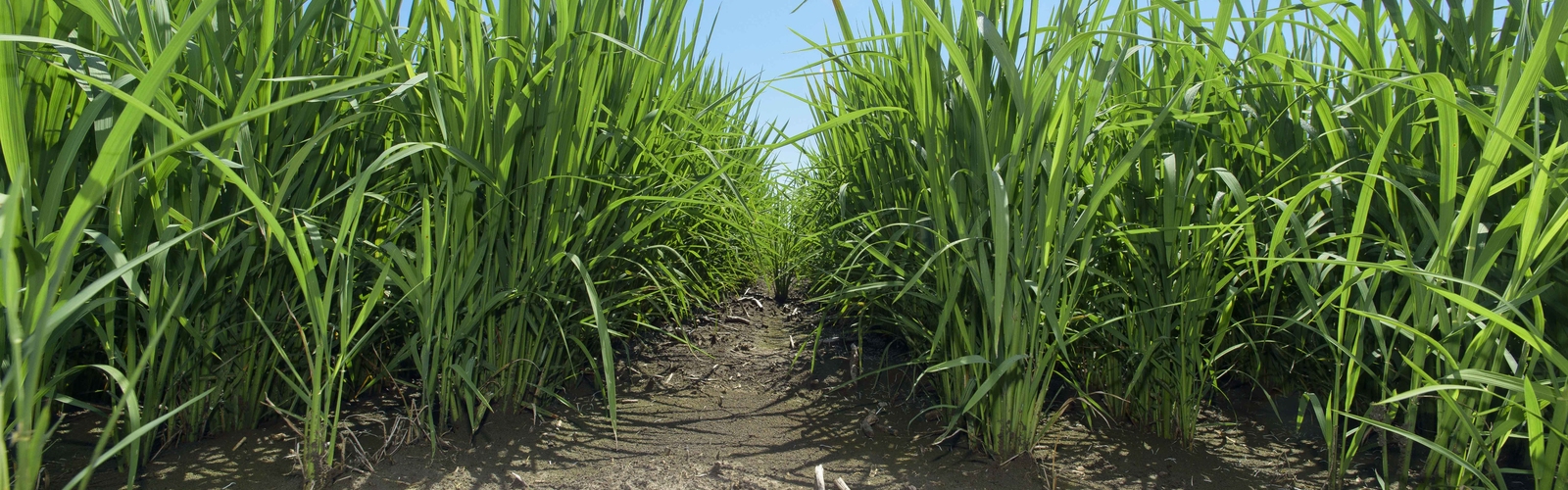 Rice grows in a dry field with cracks in the ground.