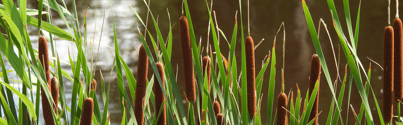 Cattails growing wild along the edge of wetlands.
