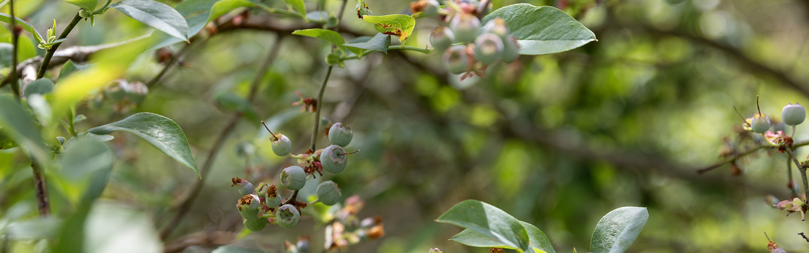 Small, green blueberries grow on a bush.