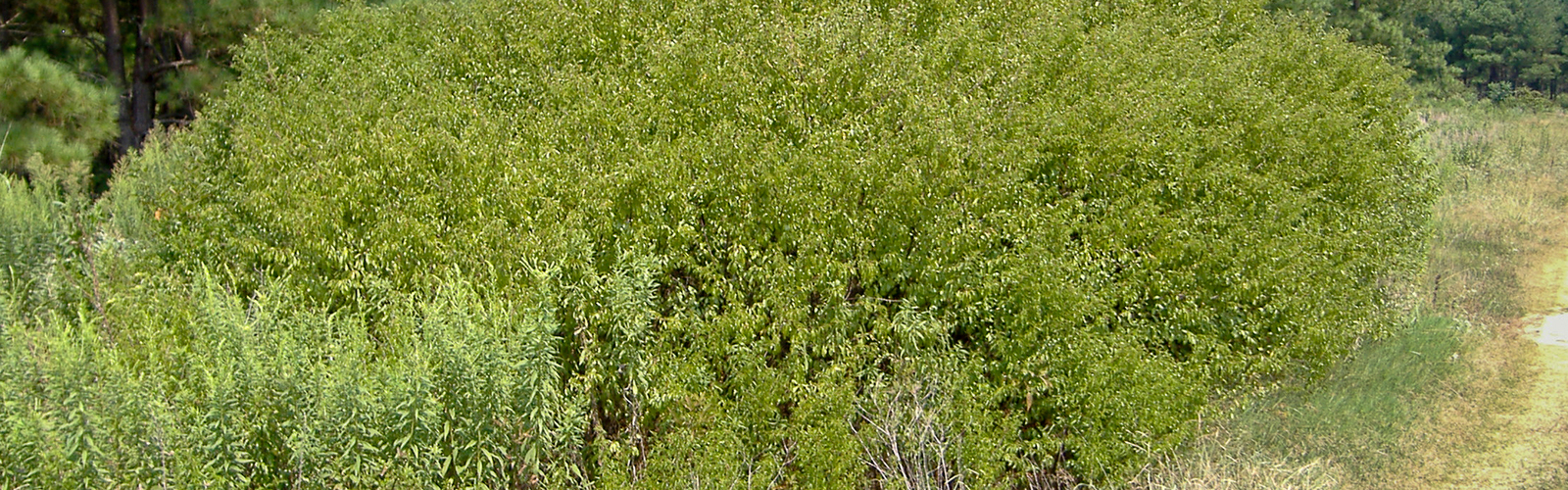 Chickasaw plum thicket with pine trees in the background.