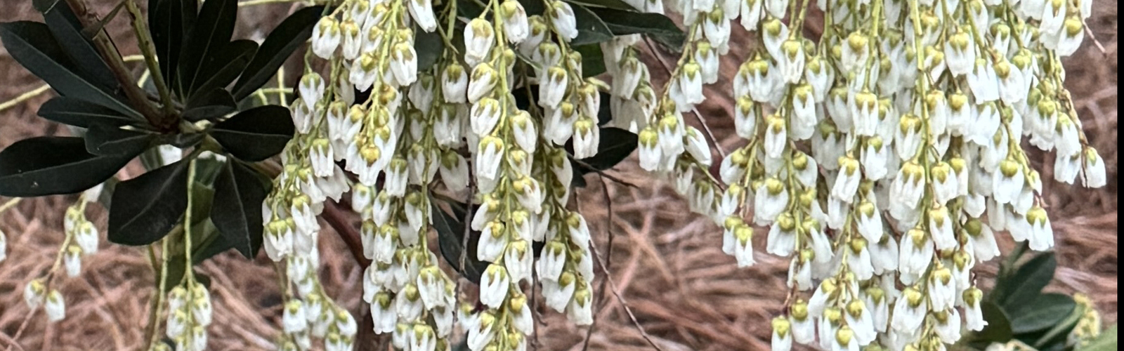 Clusters of white flowers hang from a branch.
