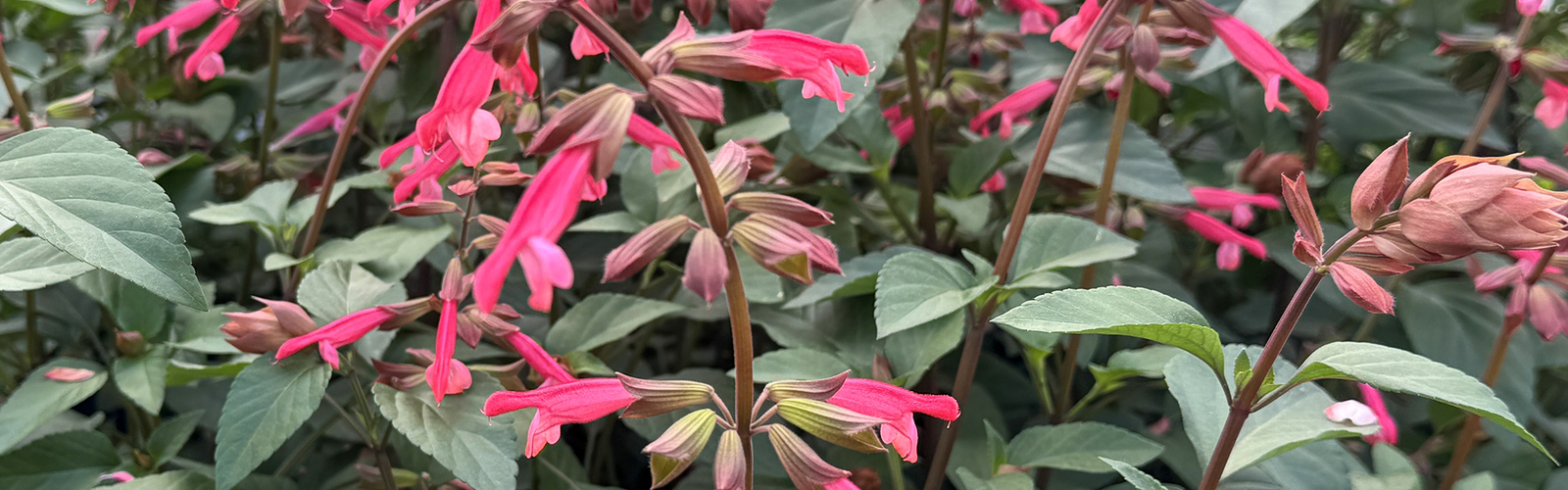 Upright stems of orange flowers bloom above green leaves.