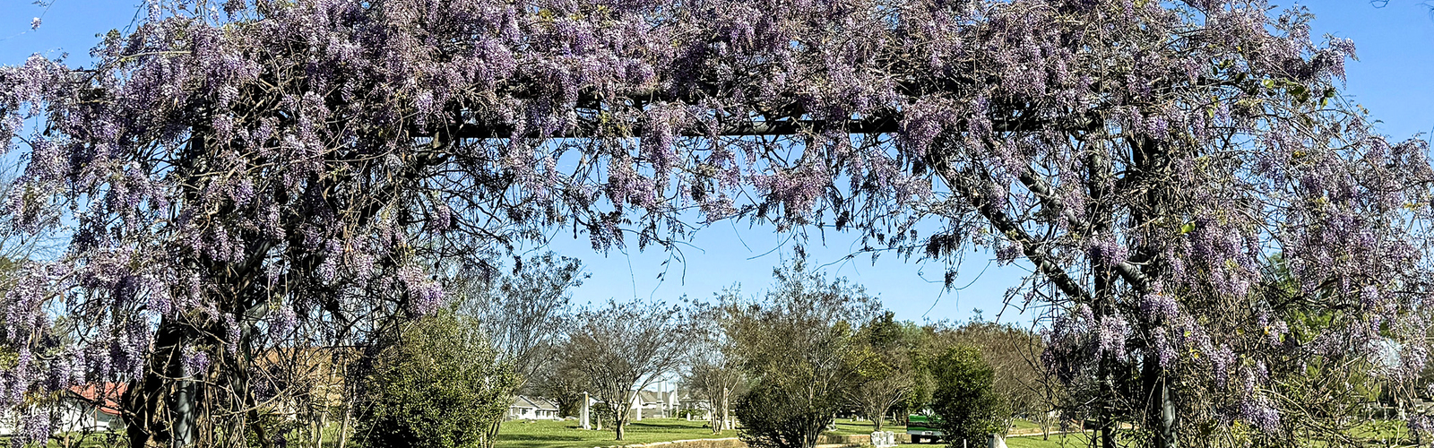 An arch over a road is covered in a vine with purple blooms.