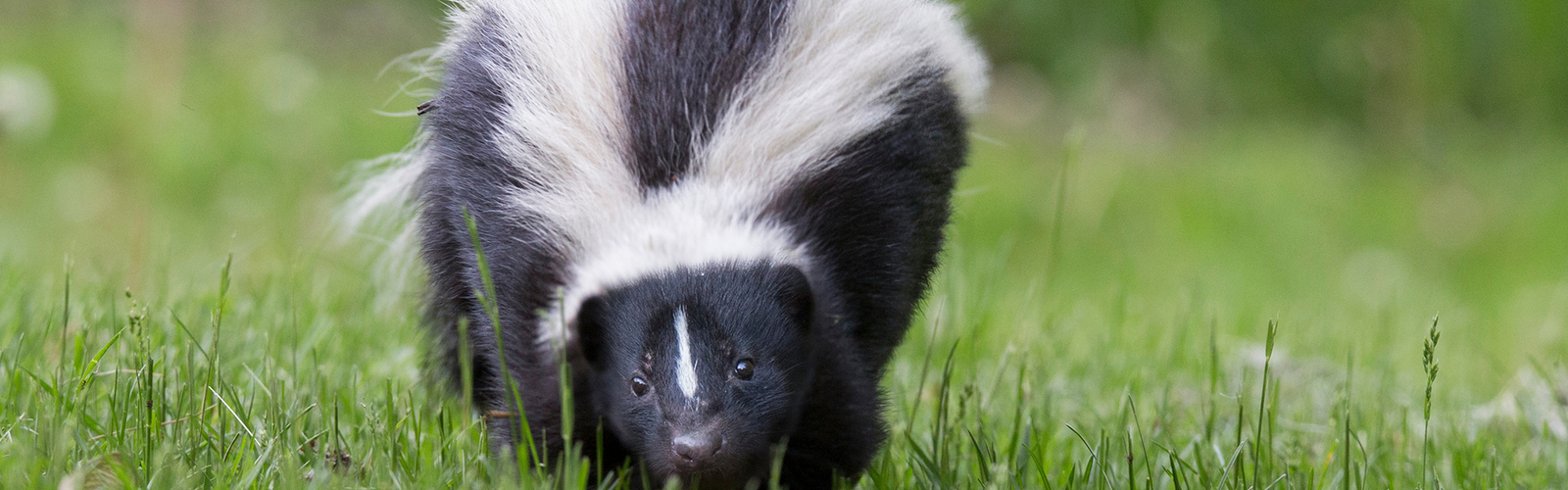 Striped black and white skunk
