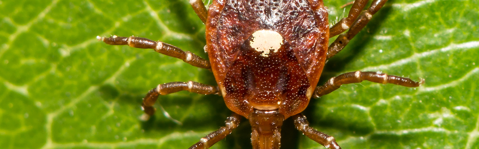 Closeup of a lone star tick on a green leaf.