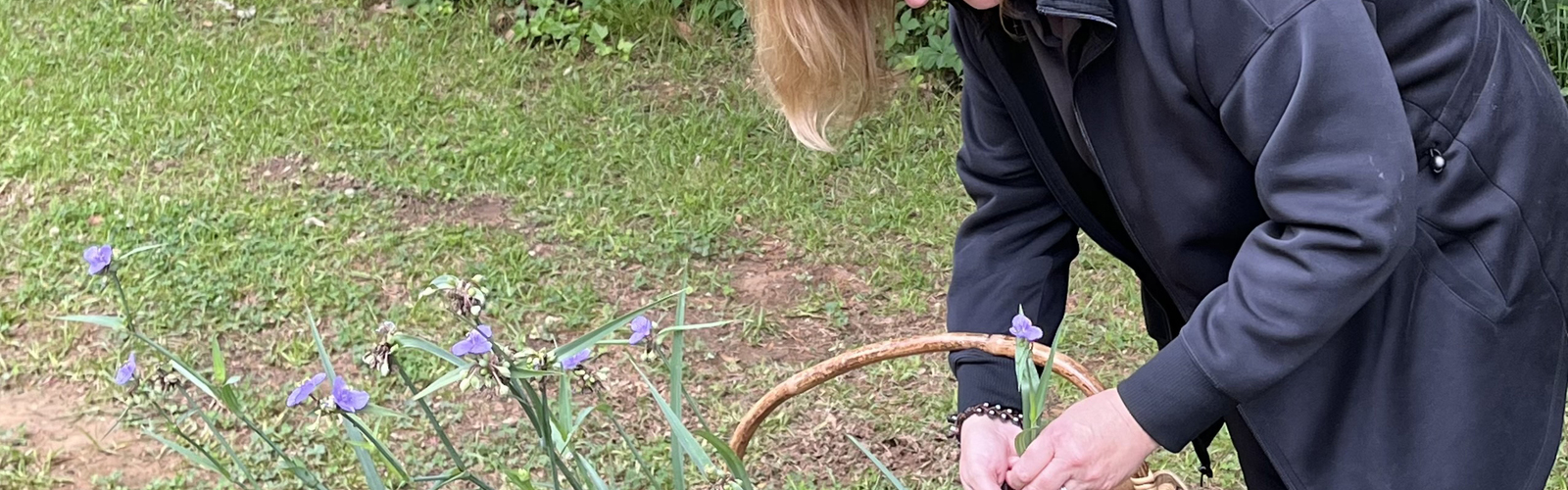 A person holds a basket and handles grassy plants with purple flowers.