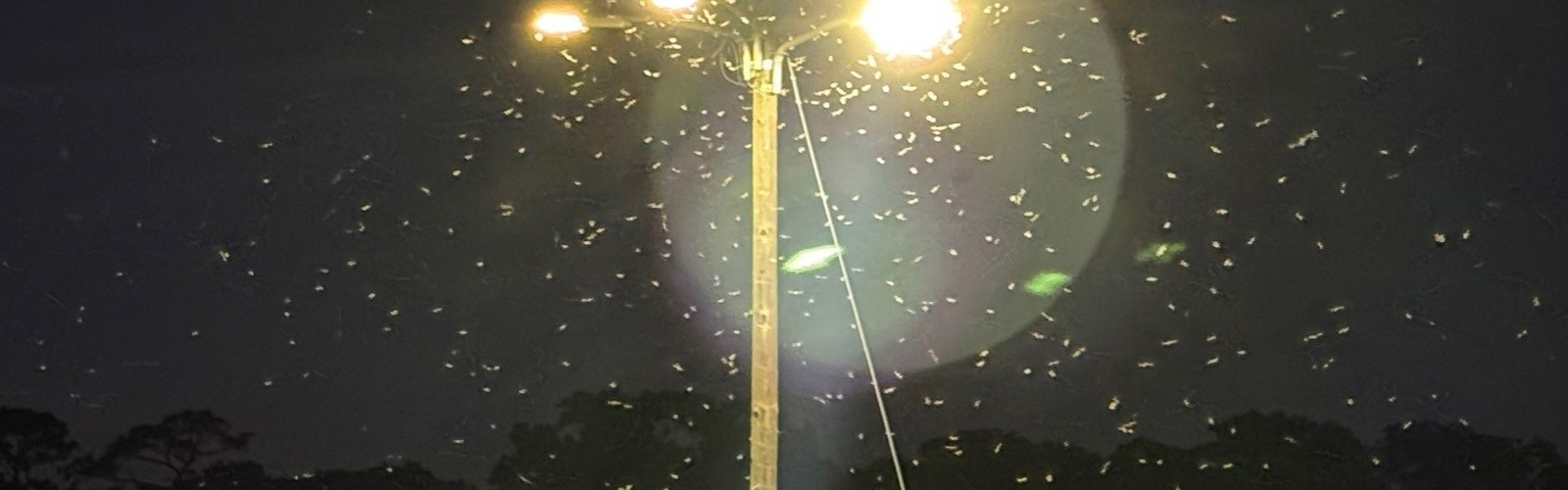 A large swarm of Formosan subterranean termite swarmers fly around a streetlight.
