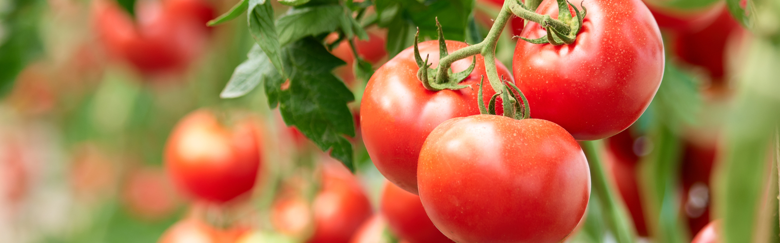 Red tomatoes on a vine