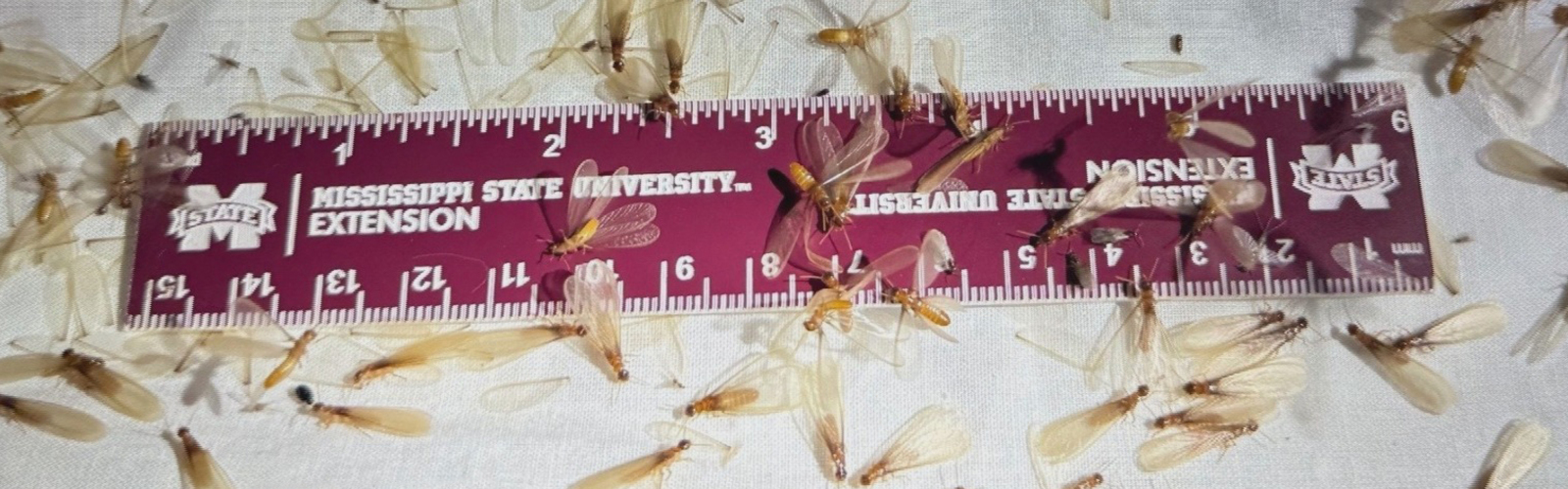 A maroon ruler on the ground covered with termites.