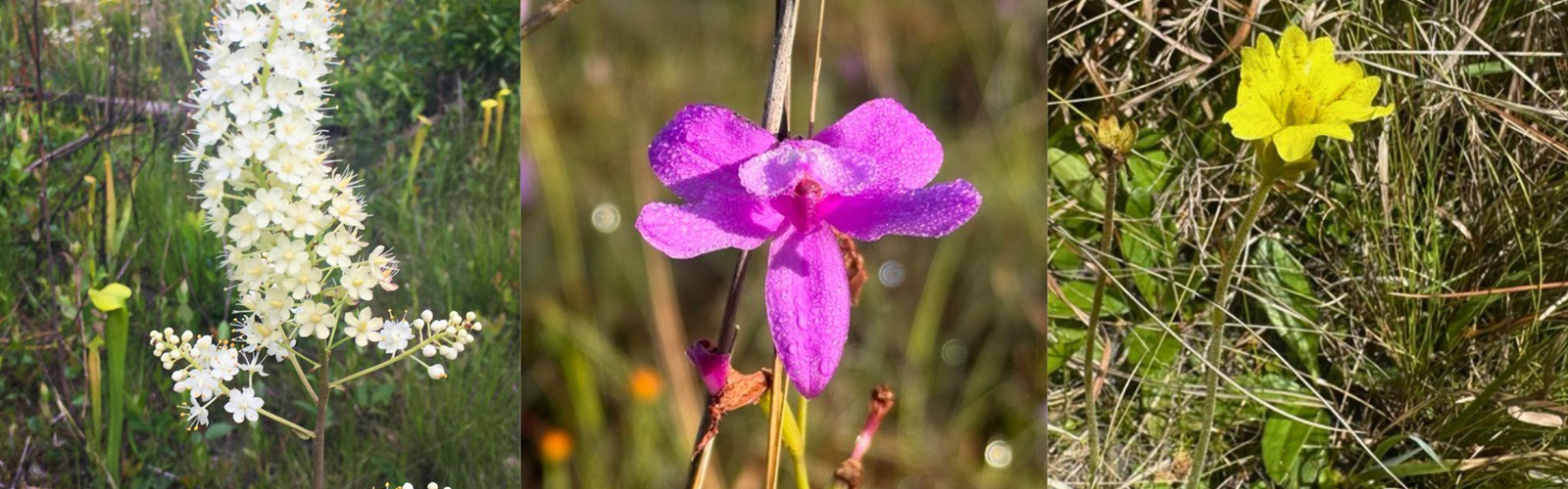 Photo composite of a yellow butterwort, a grasspink orchid and an Osceola’s plume.