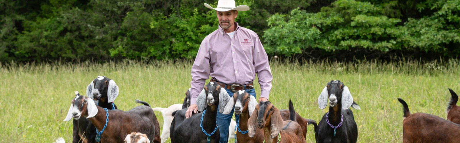 A person standing outside and surrounded by a herd of dairy goats.