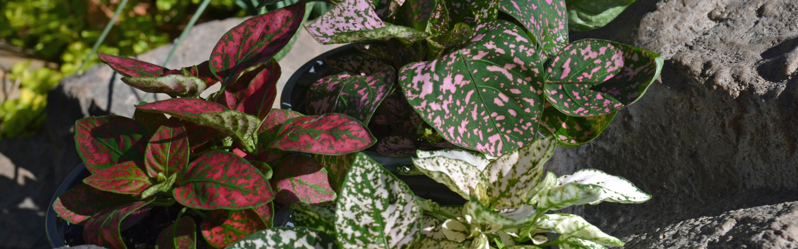 Plants with speckled leaves are part of a rock landscape.