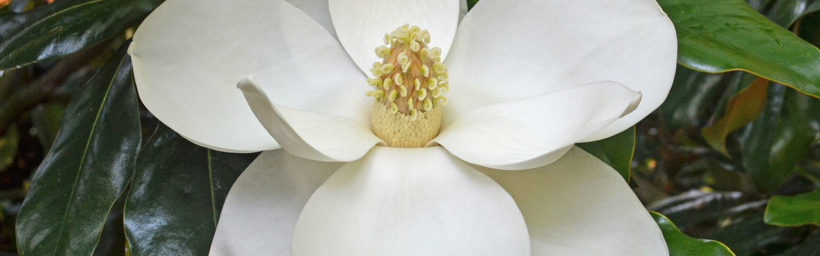 A large white flower blooms among dark green leaves. 
