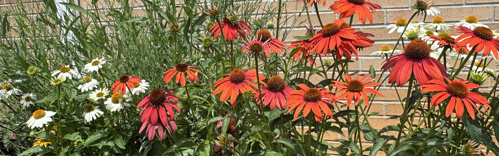 Clusters of white, yellow and red flowers fill space in front of a wall.