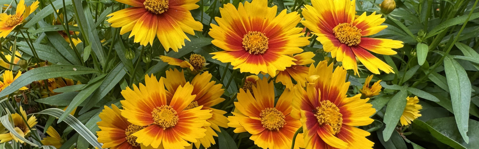 A cluster of yellow flowers has bronze-red centers.