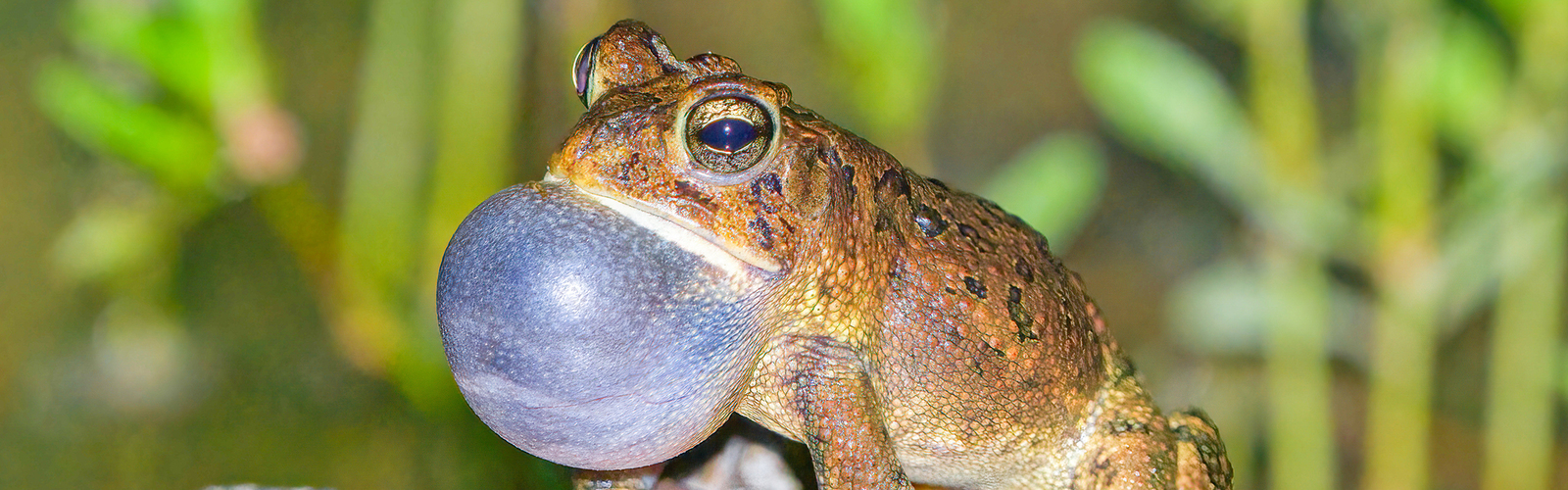 A toad expands his vocal sac.