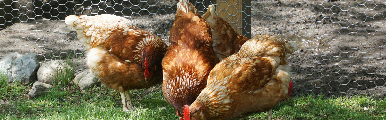 Chickens peck the ground in a backyard in front of the coop.