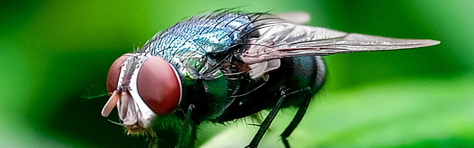 A fly has red eyes and a dark body.
