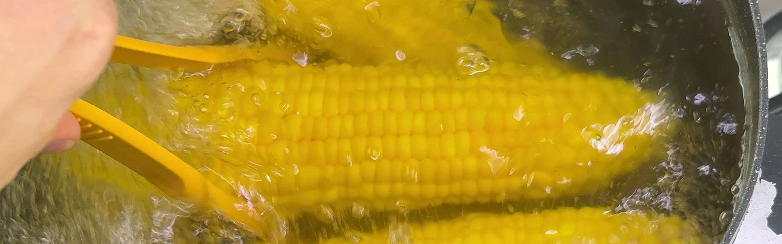 Corn being boiled in a pot