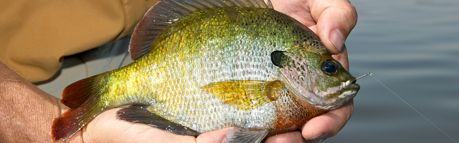 Hands holding a freshly caught sunfish over a body of water. The fish displays vibrant green, yellow and orange hues.