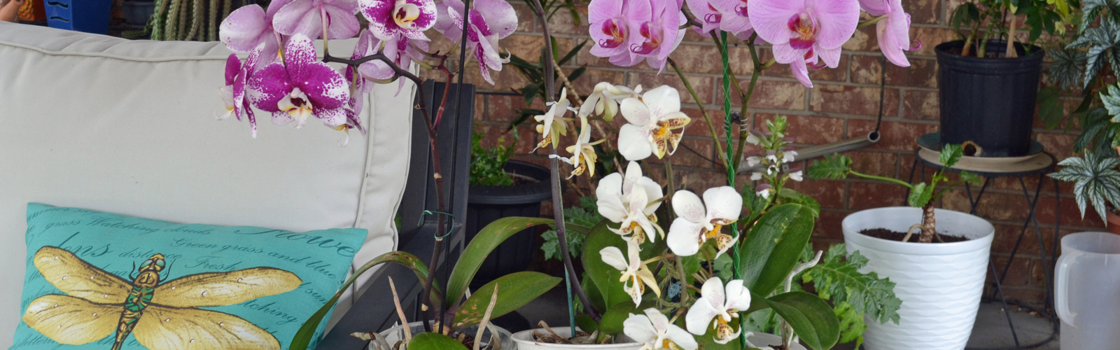 Plants with white and purple blooms grow in containers in a room.