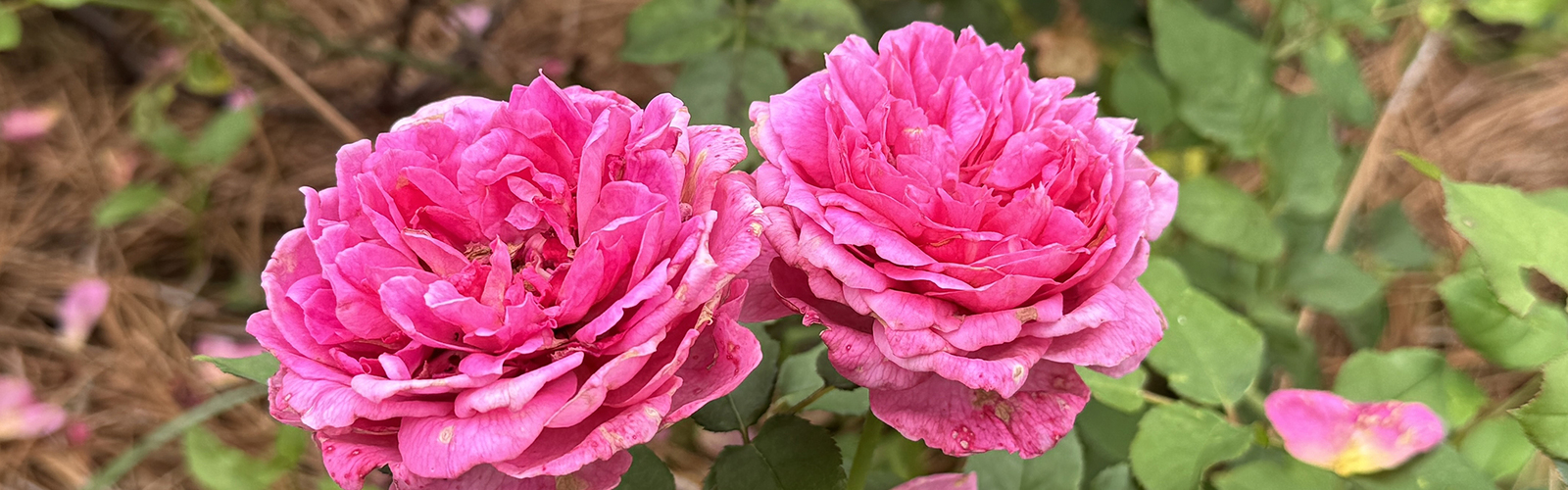 Two pink roses bloom on stems.