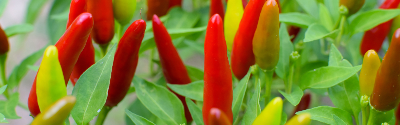 Red, yellow and orange peppers grow pointed up on bushes.