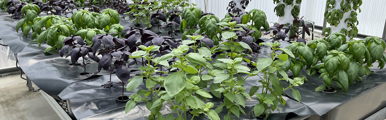 Small plants grow indoors in towers and covered trays on a table.