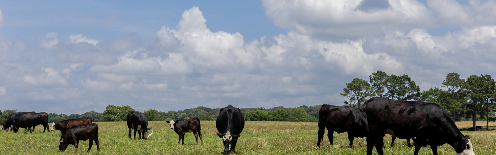 A small herd of black cows feeds in a pasture.