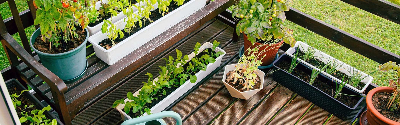 Vegetable plants grow in containers on a back porch.