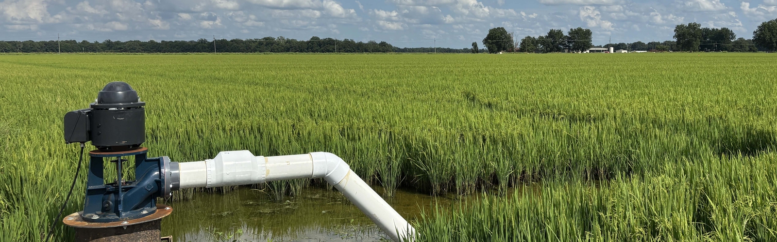 A pump attached to a white pipe sits in water in a rice field.