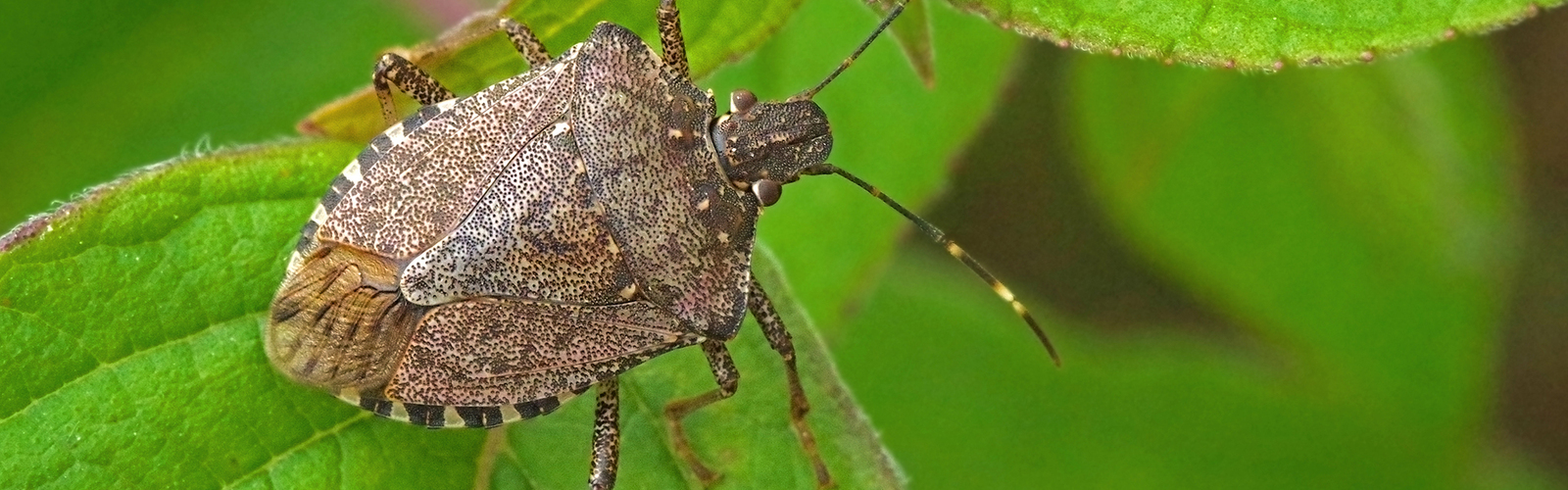 A brown stinkbug on a green leaf