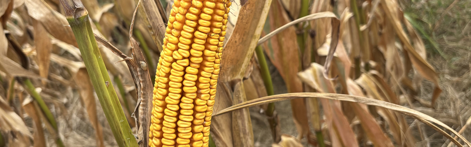 A mature ear of corn has been shucked while on the stalk.