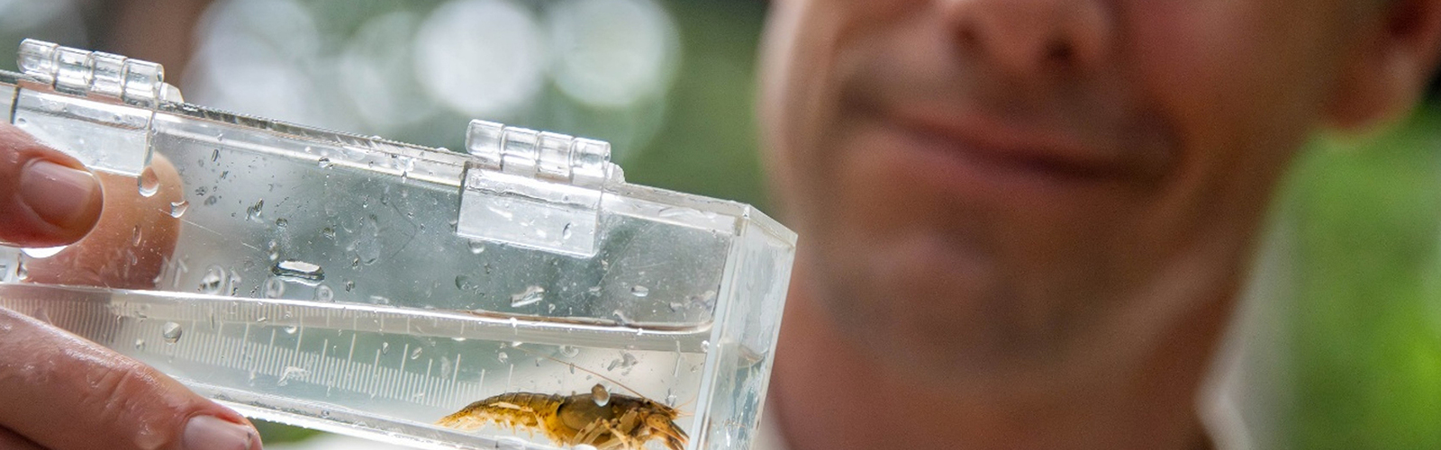 Person holds a clear container with a small aquatic insect in water.