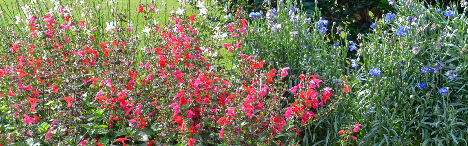 Three types of plants display red, white or blue blooms.