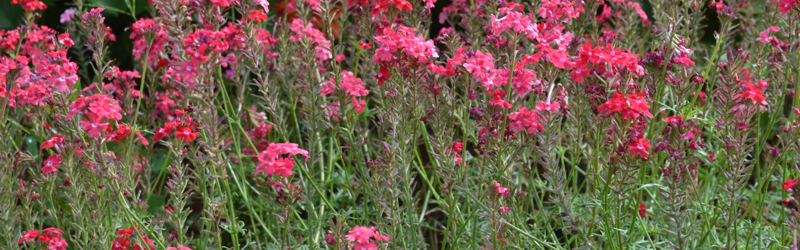 Clusters of tiny red flowers bloom on tall stems.