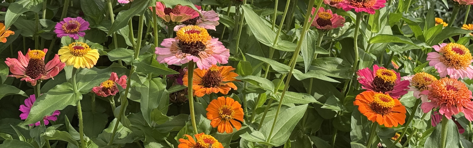 Dozens of colorful flowers bloom on tall stems.
