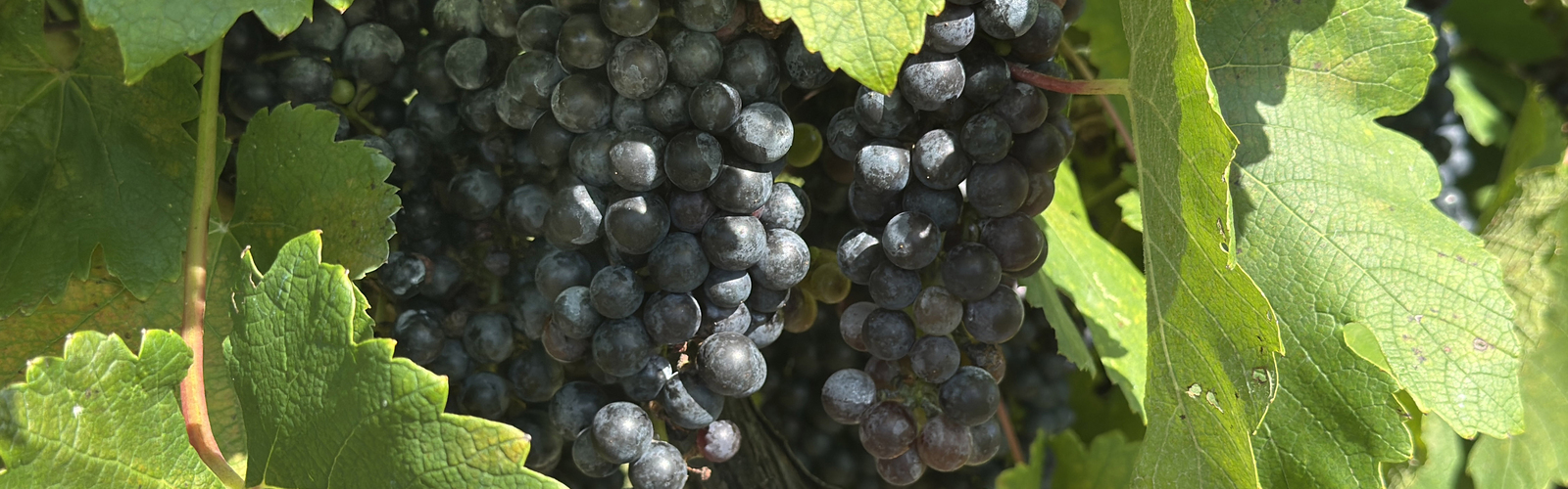 Dark clusters of grapes hang among leaves on a vine.