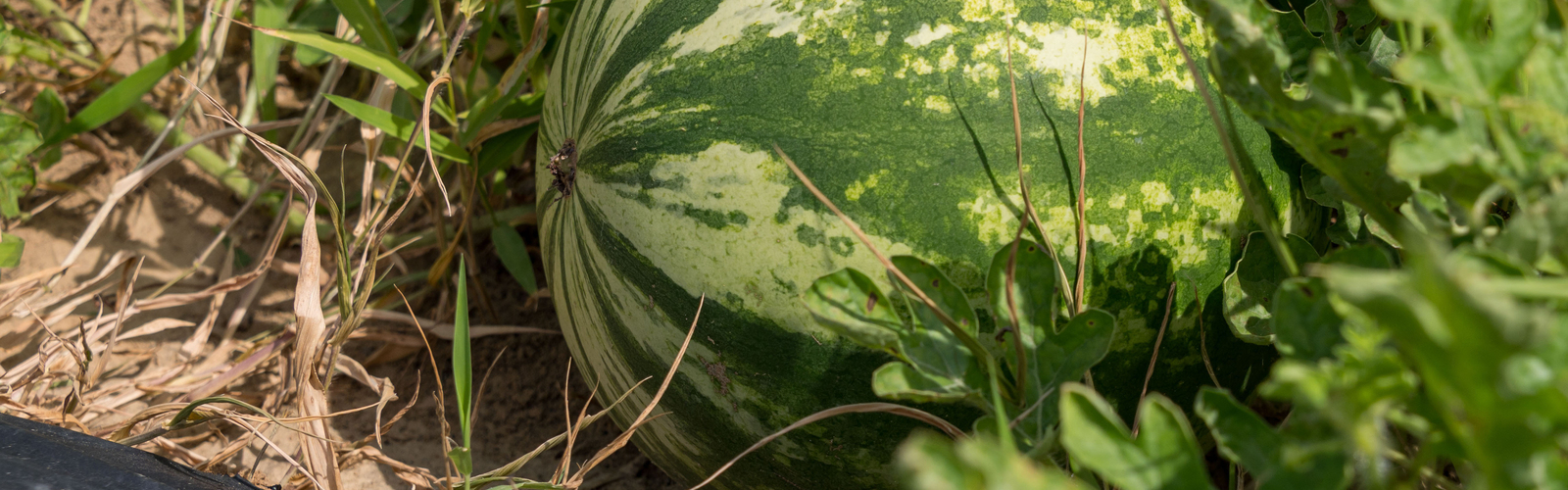 A green watermelon grows on the ground in a field.