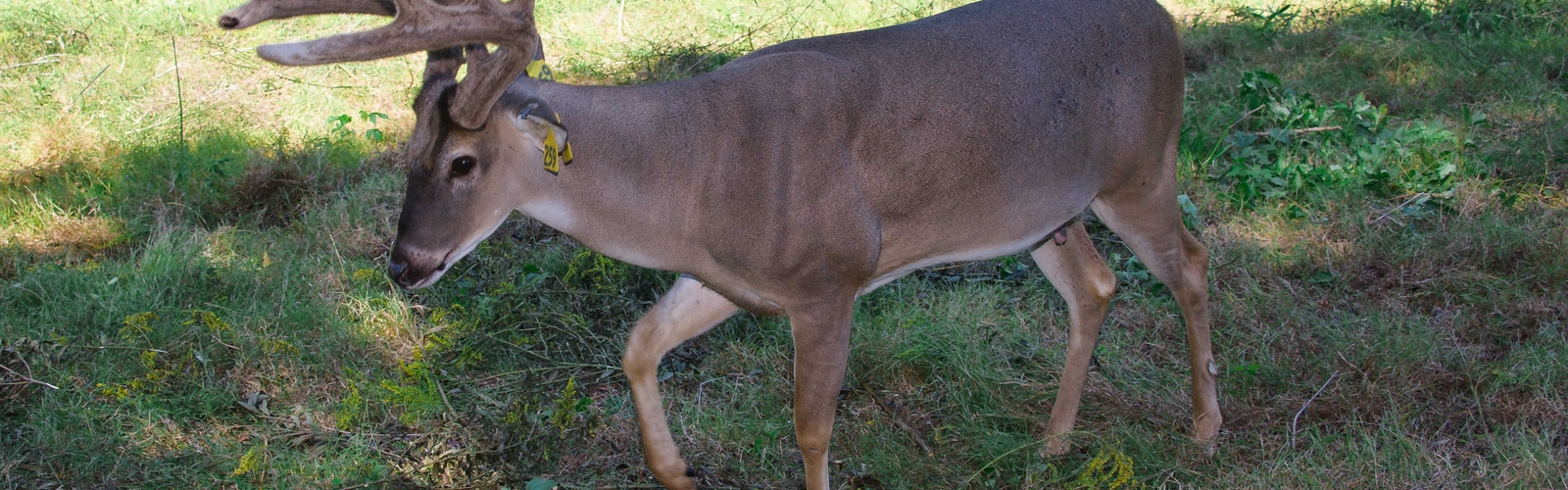 A deer with antlers walks in a fenced area.