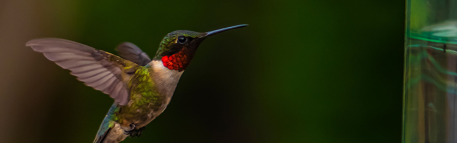 Ruby-Throated Hummingbird