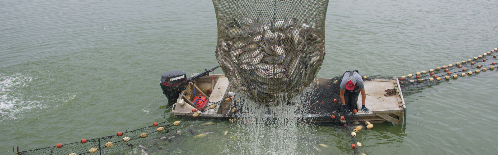 Catfish are harvested from a pond using a large net suspended above a boat.