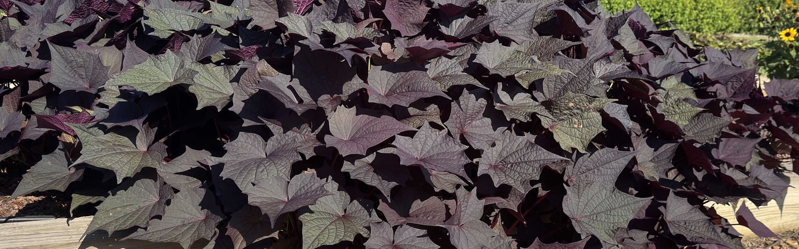 A vine with dark purple leaves grows over a wooden garden barrier.