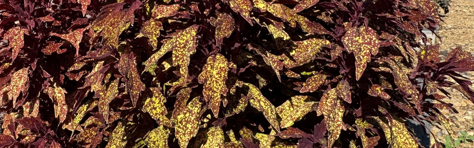 A maroon plant with green speckles grows in a landscape bed.