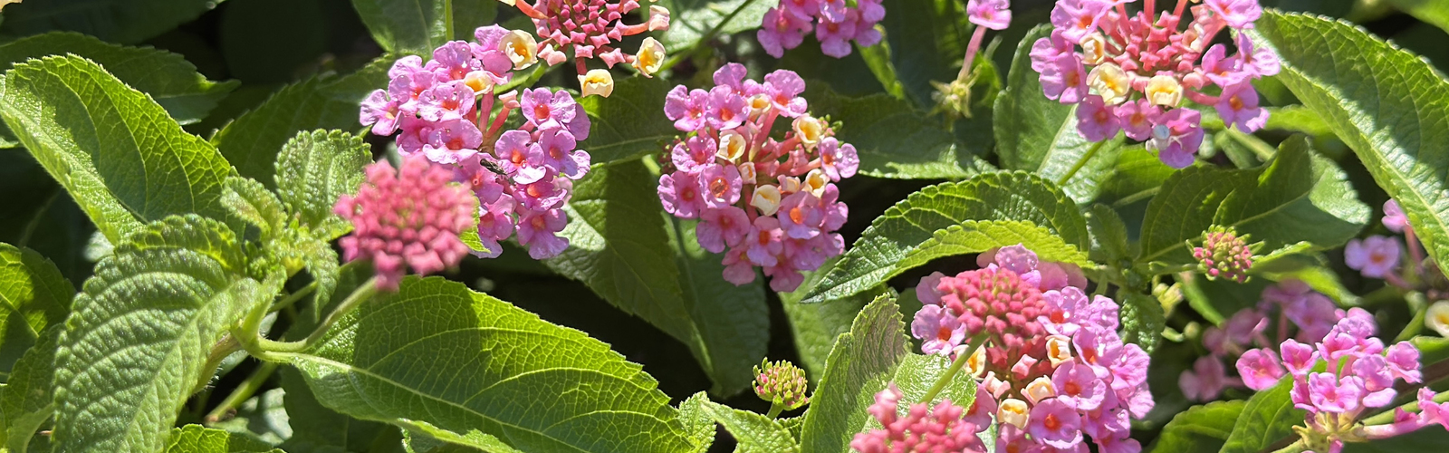 Clusters of small pink flowers cover a bush.